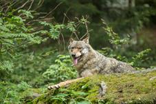 NP Bayerischer Wald_Wolf_D8B0211